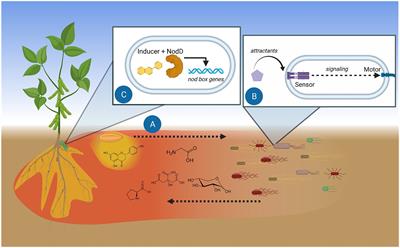 Rhizobial Chemoattractants, the Taste and Preferences of Legume Symbionts